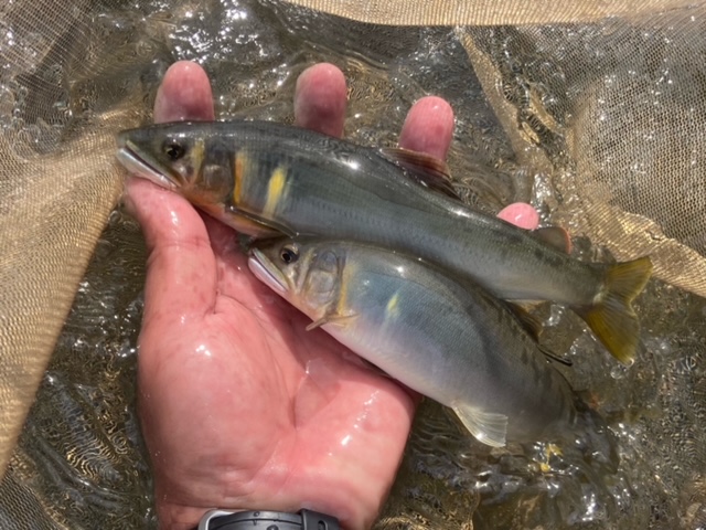 四万十川 鮎釣行