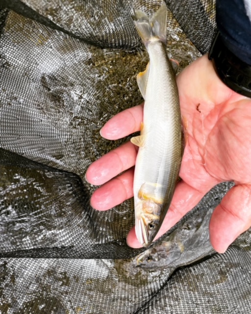 矢田川鮎釣り