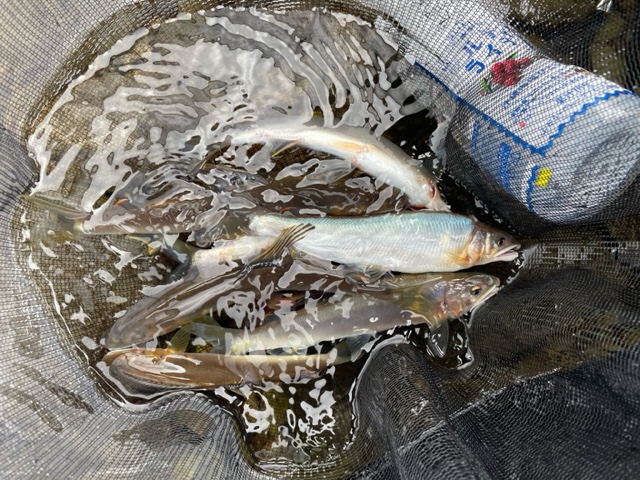 矢田川鮎釣り