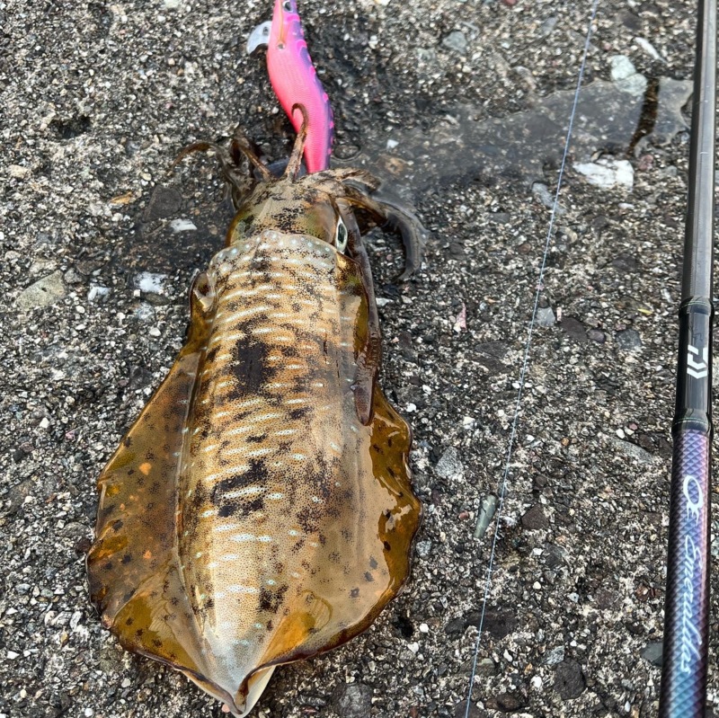 灼熱の夏アオリ‼️絶好調⁉️