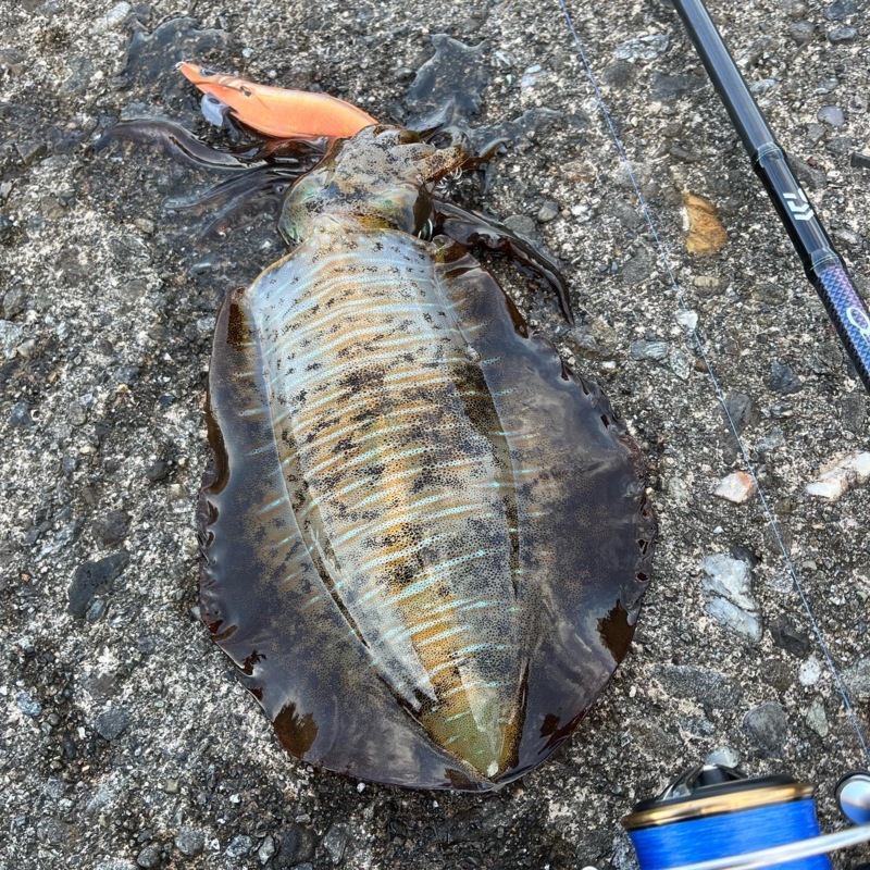 灼熱の夏アオリ‼️絶好調⁉️