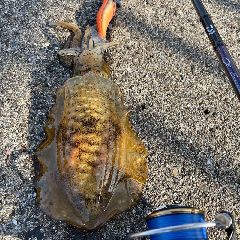 灼熱の夏アオリ‼️絶好調⁉️