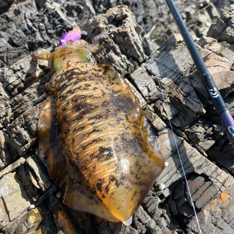 灼熱の夏アオリ‼️絶好調⁉️