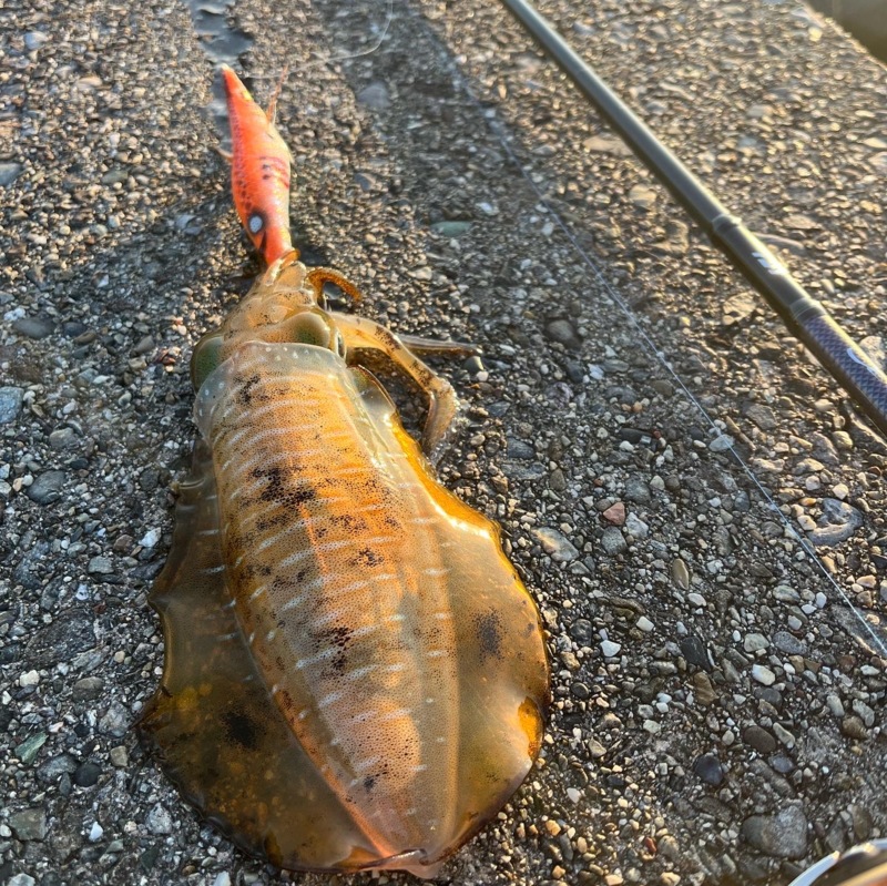 灼熱の夏アオリ‼️絶好調⁉️