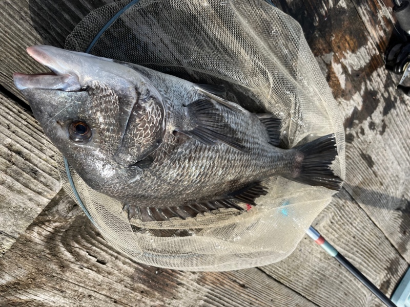 好調! 舞鶴の筏チヌ!