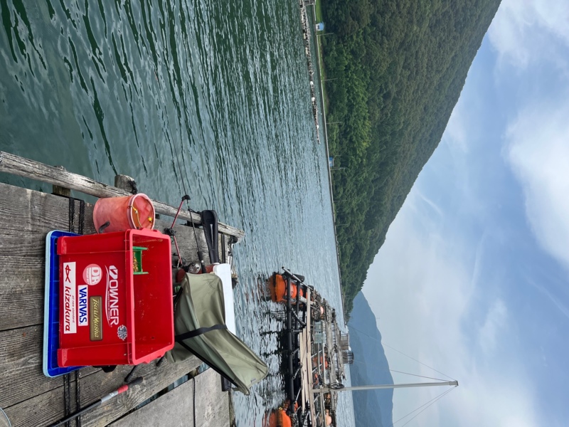 好調! 舞鶴の筏チヌ!