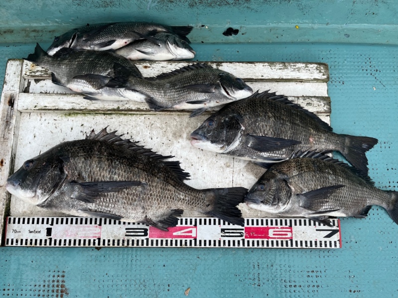 好調! 舞鶴の筏チヌ!