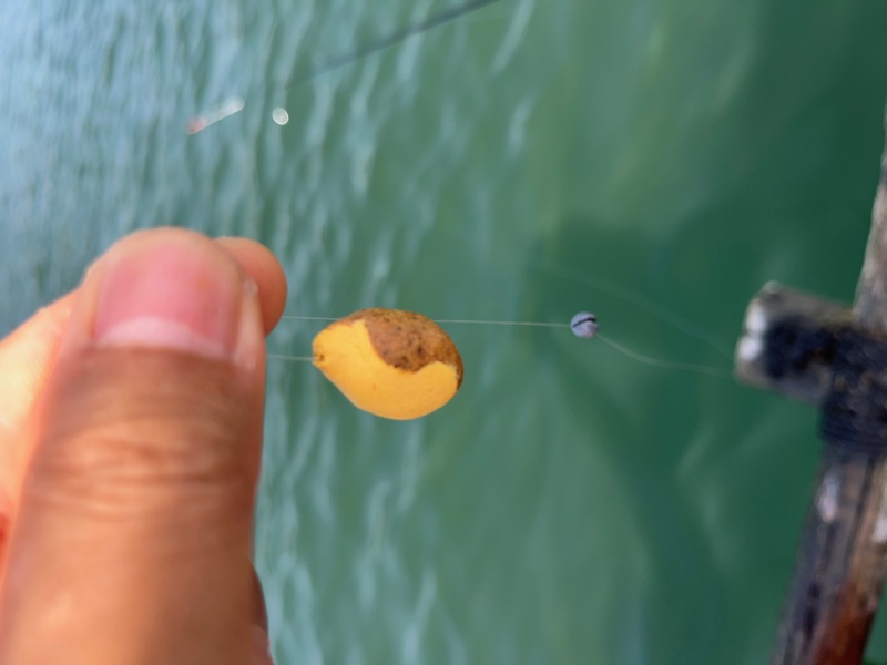 好調! 舞鶴の筏チヌ!