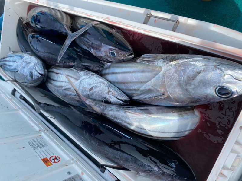 絶好調!和歌山波浪ブイカツオ