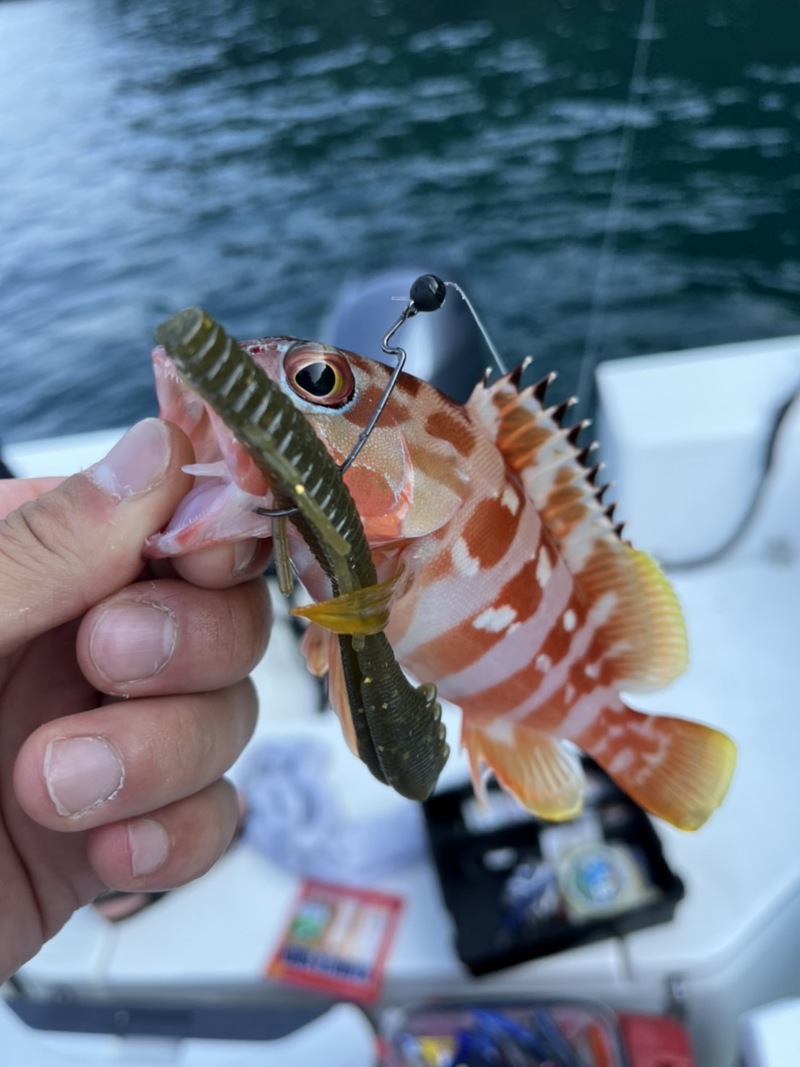 ボートロック釣行