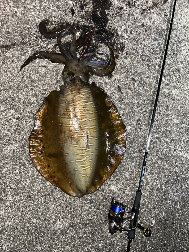 遂に出た❗️夏モンスター🦑