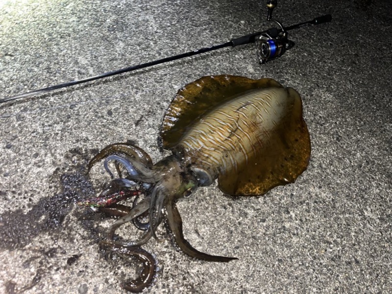 遂に出た❗️夏モンスター🦑