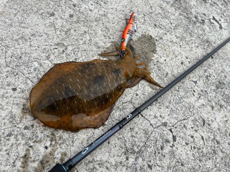 遂に出た❗️夏モンスター🦑