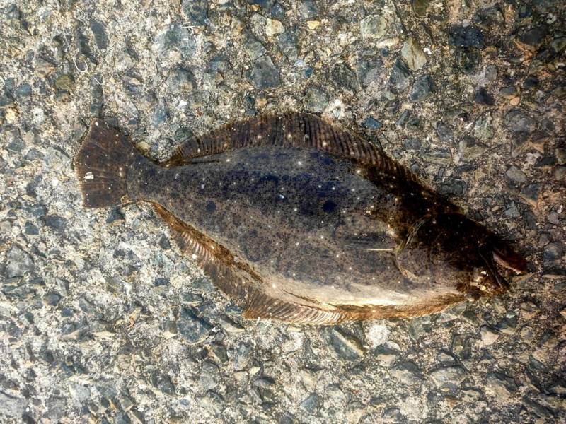 堤防のませでヒラメ!!