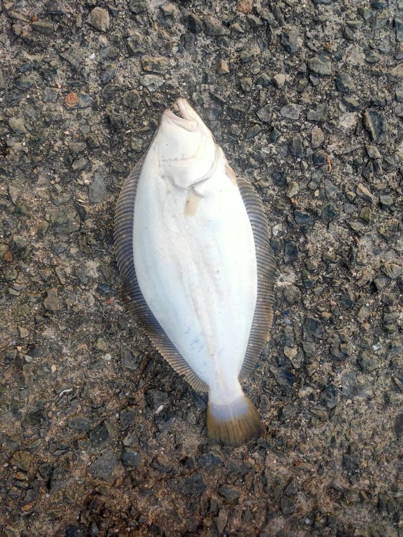 堤防のませでヒラメ!!