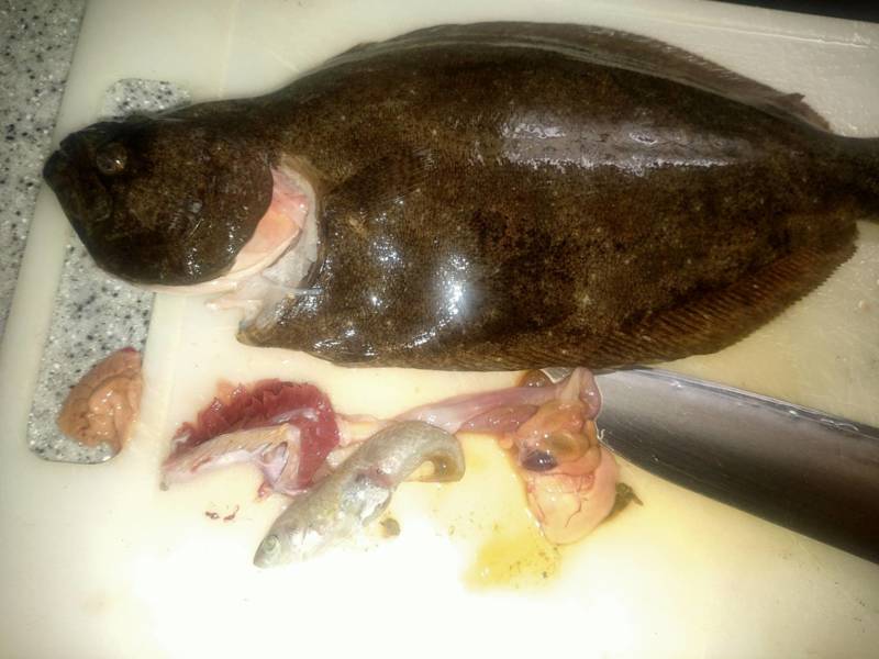 堤防のませでヒラメ!!