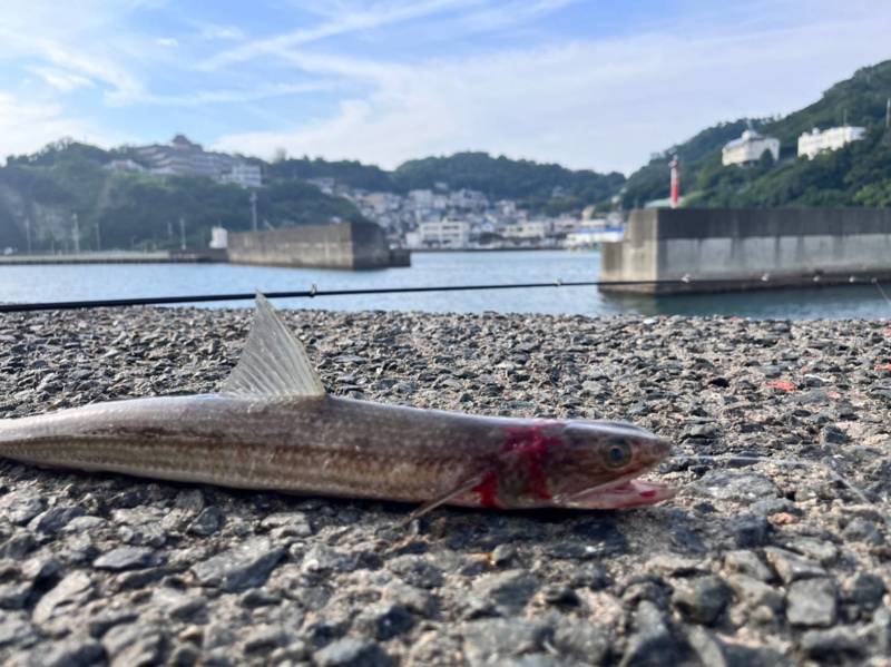 堤防のませでヒラメ!!