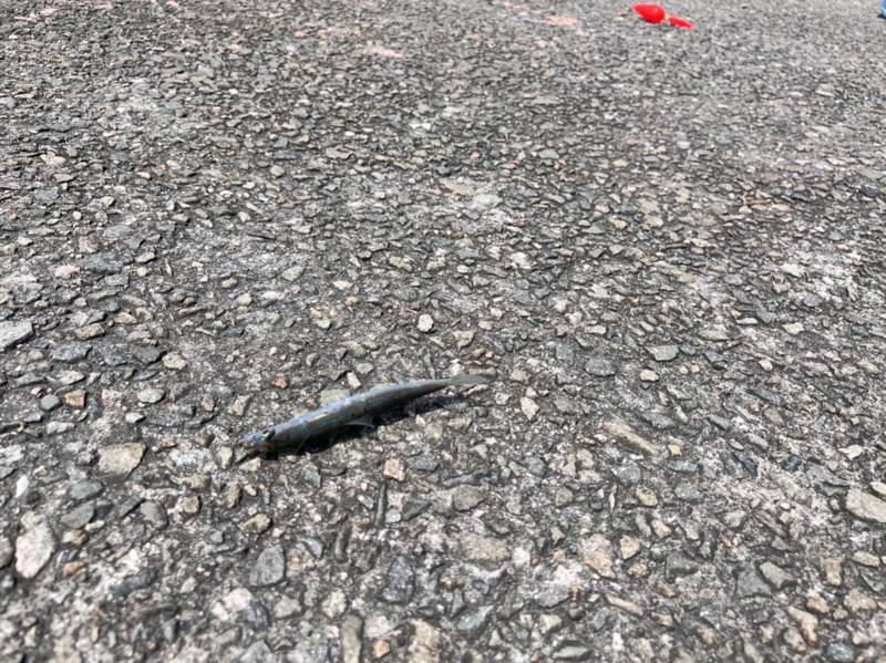 堤防のませでヒラメ!!