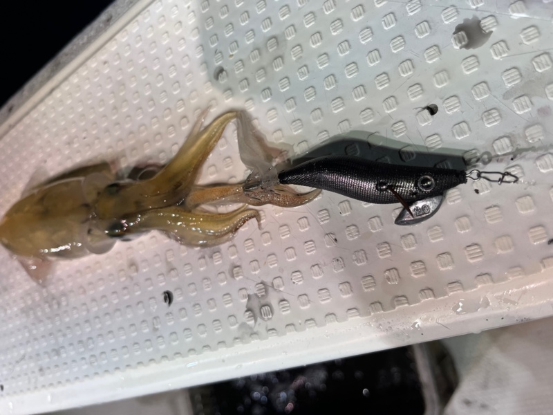 若狭大島のマイカ情報