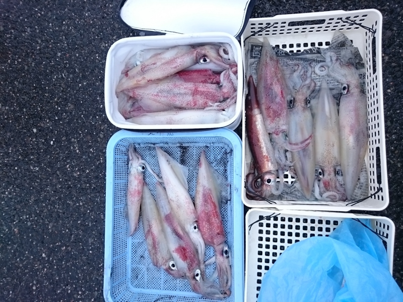 【鳥取県境港】イカメタル|シロイカ・ケンサキイカ釣果