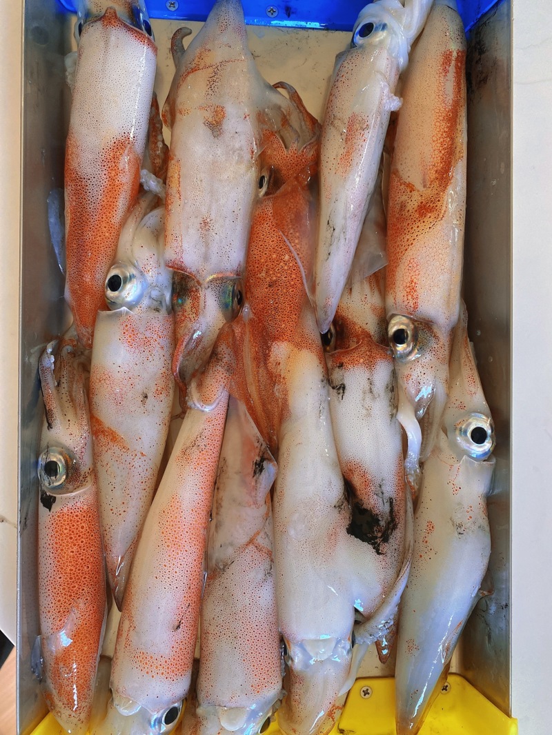 敦賀 イカメタル