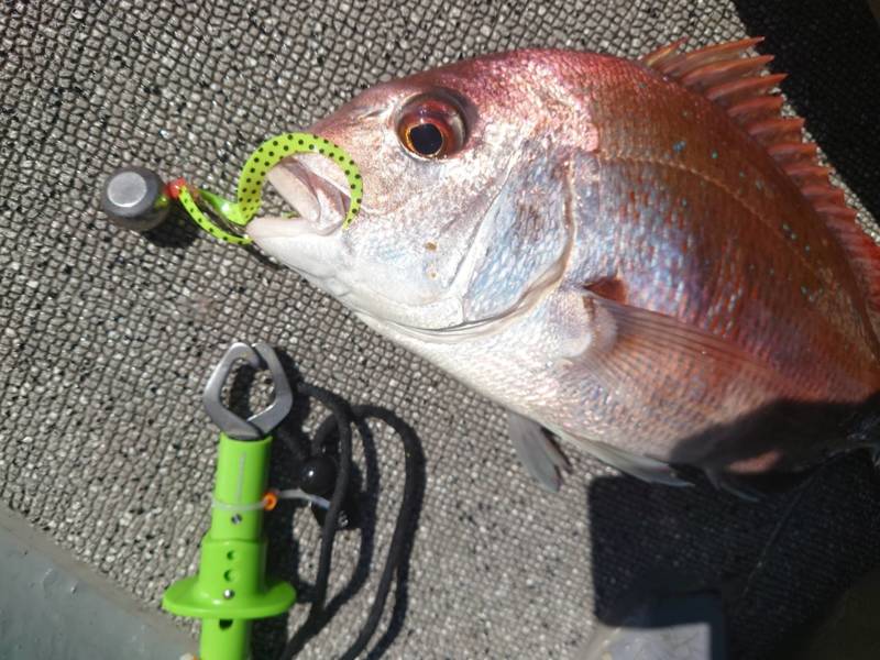 絶好調の明石タイラバ