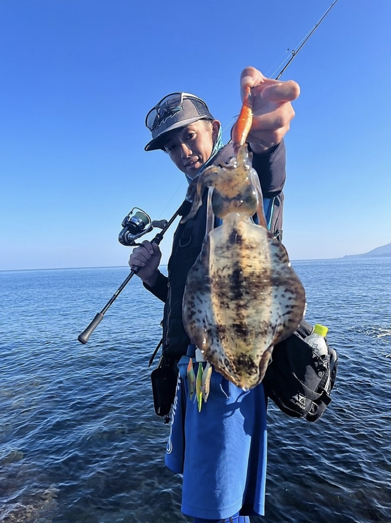 越前エリアぼちぼち良型アオリでてます♪