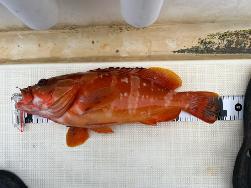 尾鷲インショアゲーム!