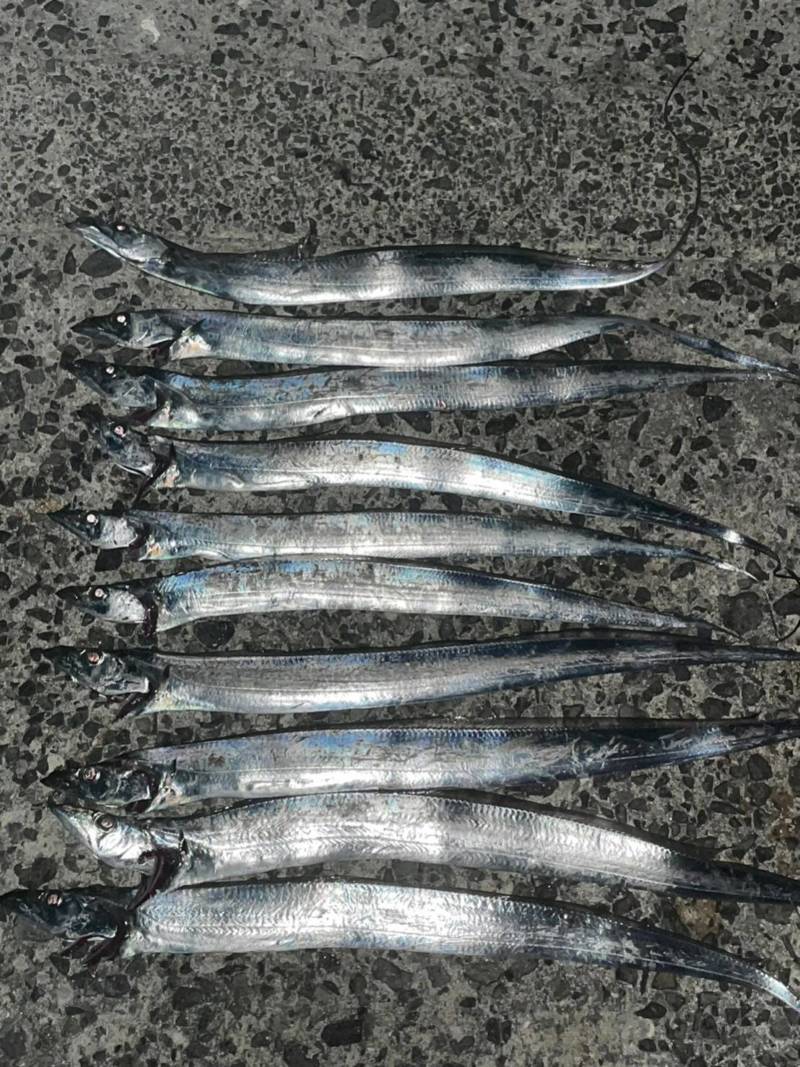 淡路島 波止タチウオ釣り