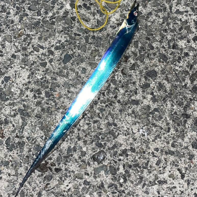 淡路島 波止タチウオ釣り