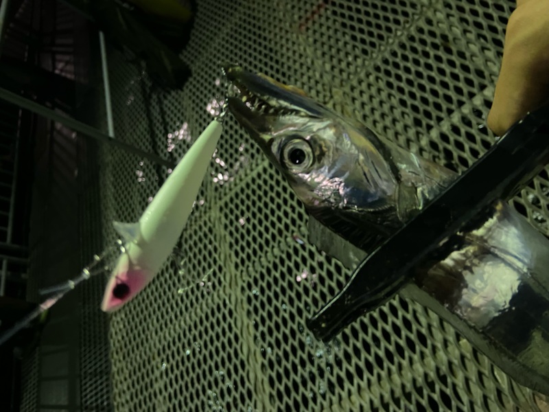 話題のローリングベイト太刀魚!!