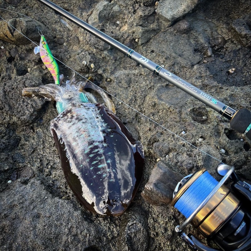 越前海岸デイエギングも熱い!