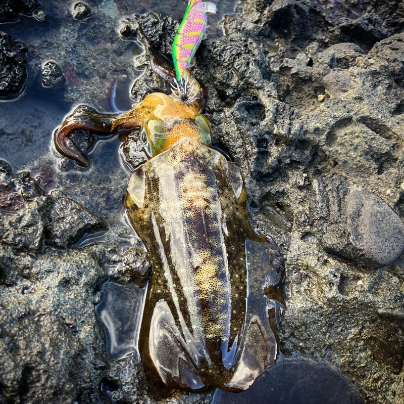 越前海岸デイエギングも熱い!