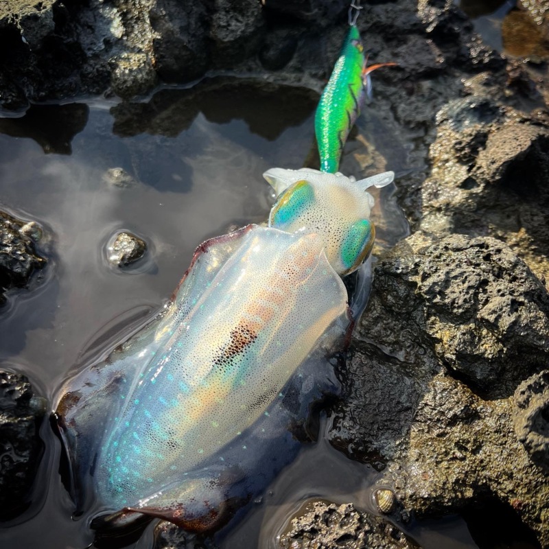 越前海岸デイエギングも熱い!