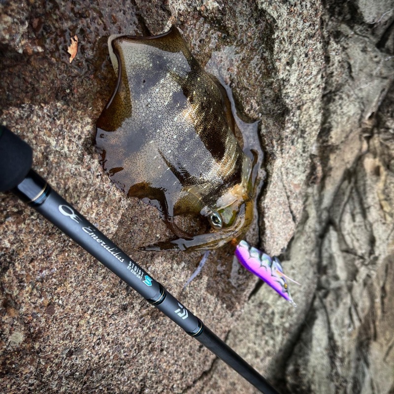 越前海岸デイエギングも熱い!
