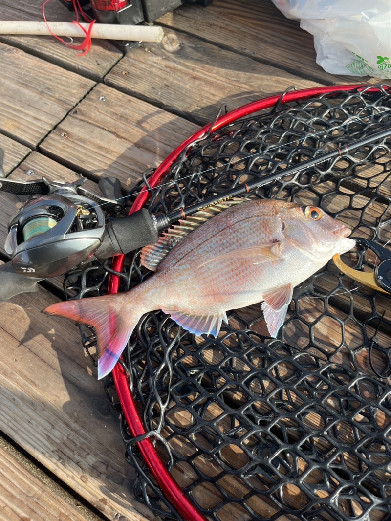 明石タイラバ in虎ノ介