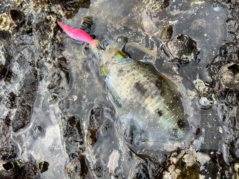 エギングシーズンまだまだこれから♪