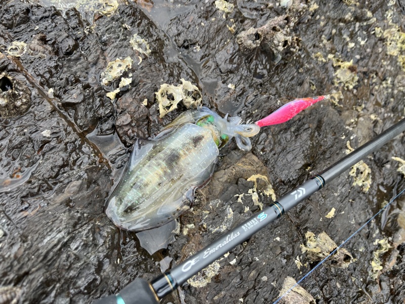 エギングシーズンまだまだこれから♪