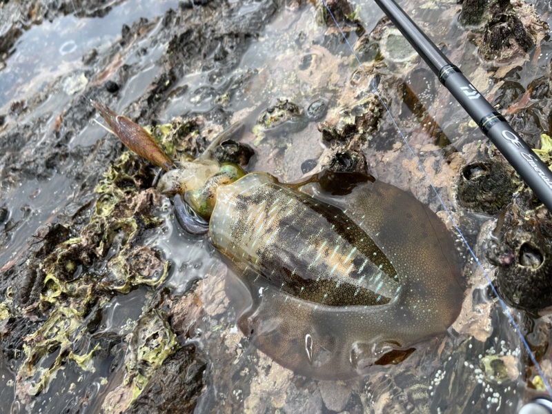 エギングシーズンまだまだこれから♪