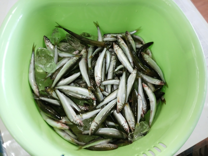 「滋賀県」知内川・獲れたてホヤホヤ小鮎爆釣!