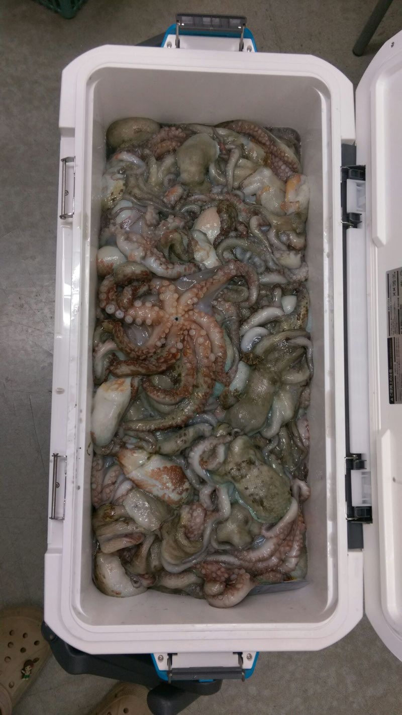 【明石沖】船タコ・タコ80匹釣果