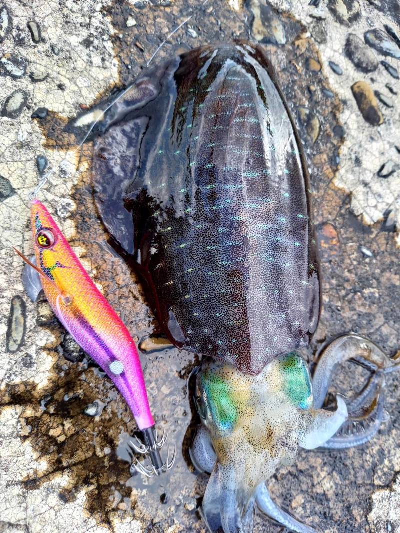 秋イカエギングin串本