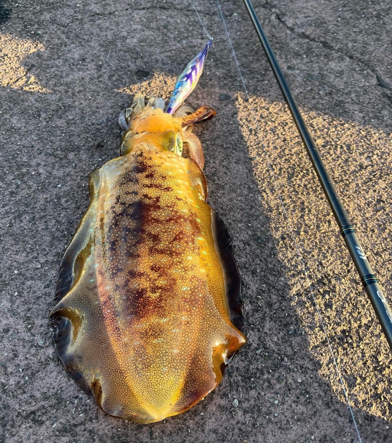 秋エギング2日目‼️更にええ感じに‼️