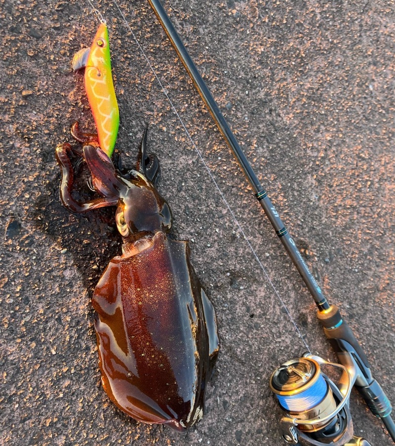 秋エギング2日目‼️更にええ感じに‼️