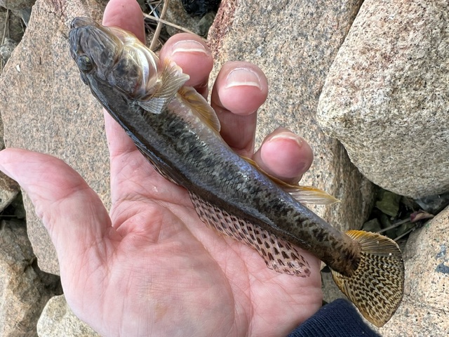 アーバンフィッシング淀川ハゼ1