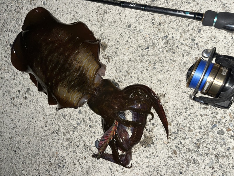 10月満月大潮エギング日和②〜確変起きたぞナイト編〜