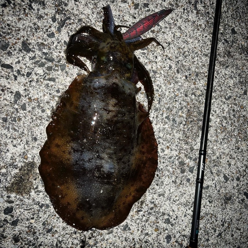 大阪エギングまだまだいけそう!?