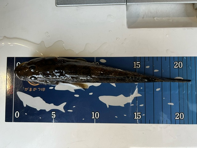 アーバンフィッシング淀川ハゼ2