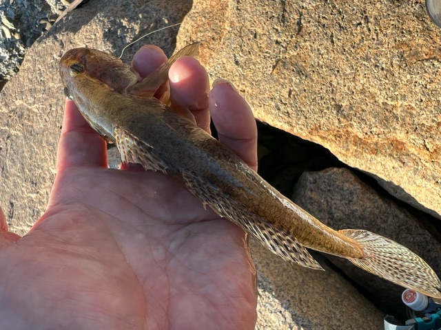 アーバンフィッシング淀川ハゼ2