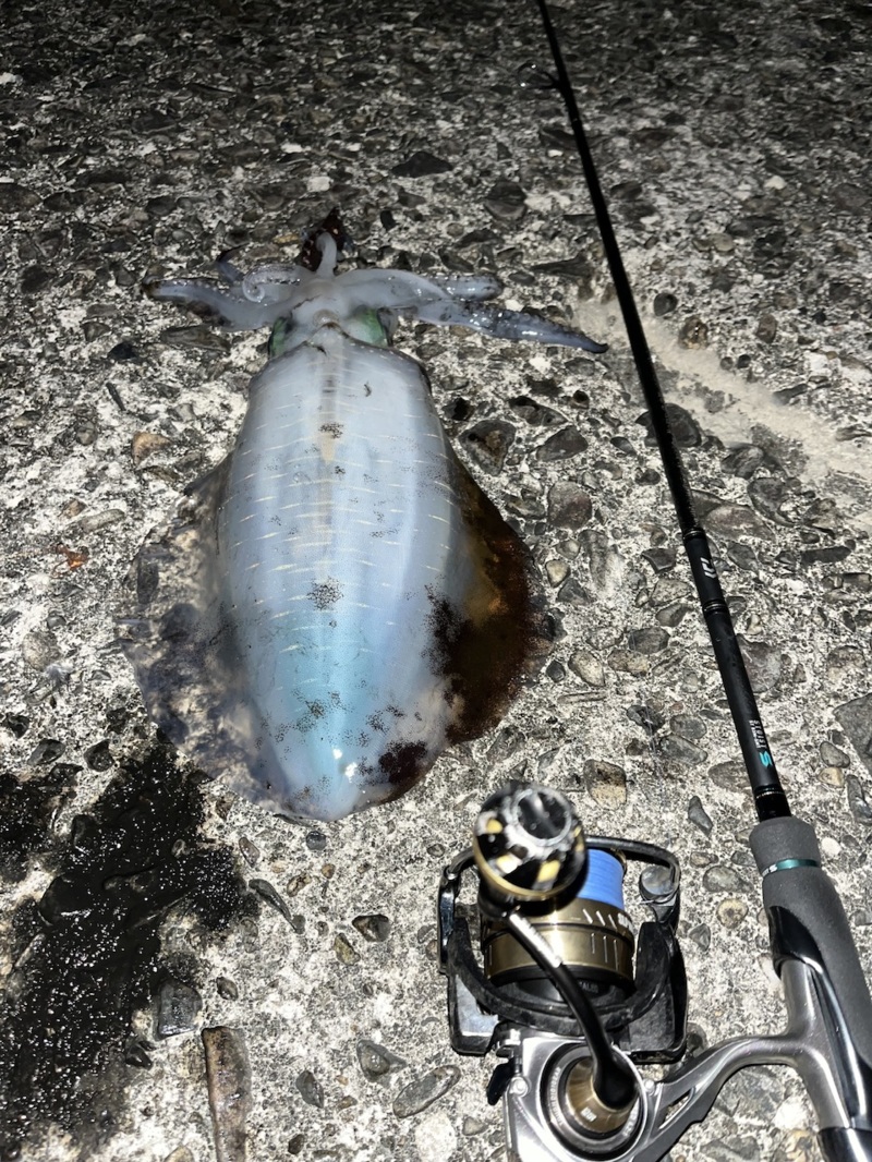 晩秋の三重エギング!またまたキロアップ♪